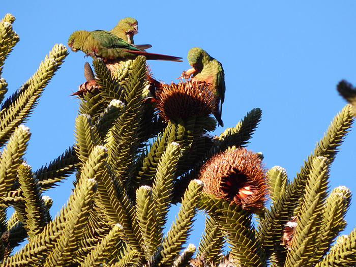 Una cotorra patagónica es vital para la supervivencia de la araucaria