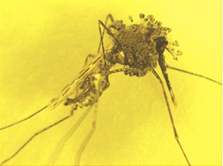 foto hongos malaria[1]