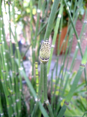 FOTO 1 EQUISETUM