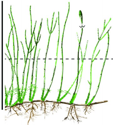 FOTO 2 EQUISETUM