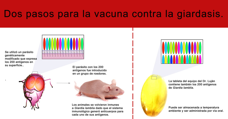 vacuna giardia humanos)