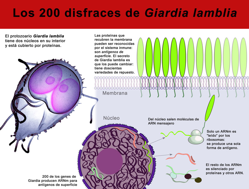 Vacuna giardia perros efectos secundarios - Giardiasis meaning Giardiasis vacuna, Giardiaza vacuna