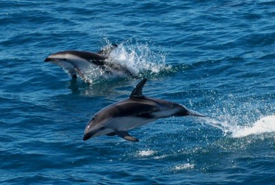 Foto de delfines