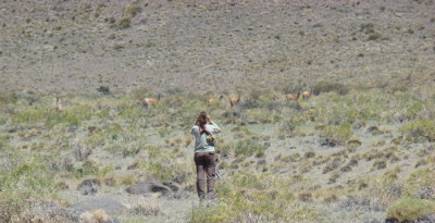 GUANACOS