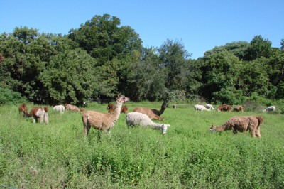 Foto Llamas