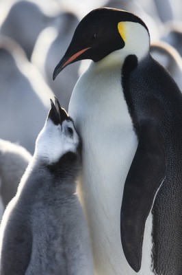 FOTO NOTA PINGUINOS