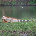 Iguana (Iguana iguana)