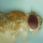 Foto 3 Mosca Drosophila