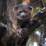 FOTO 1 Olinguito a