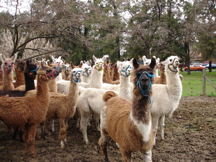 Logran la primera preñez de llama con fertilización in vitro