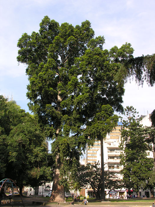 Encuentran en Argentina antepasado de un árbol australiano gigante