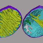 Mitocondrias corazon