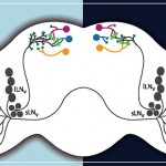 a Esquema del hallazgo en el Reloj Biologico Central