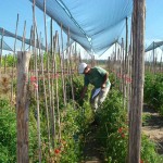 1_cultivos de tomates_150 dpi