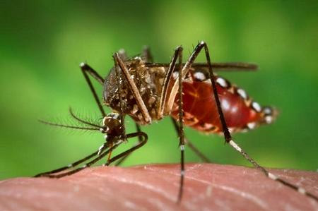 Zika, un virus de origen africano que llegó al continente americano