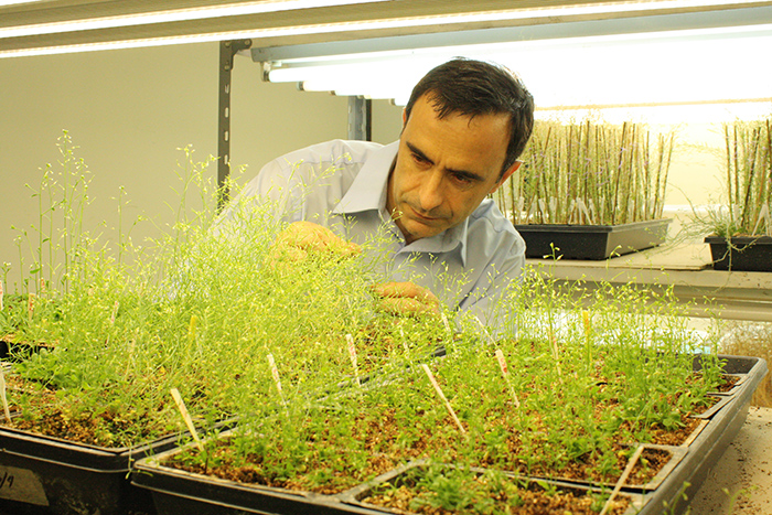 Premio internacional para científico argentino que estudia las plantas