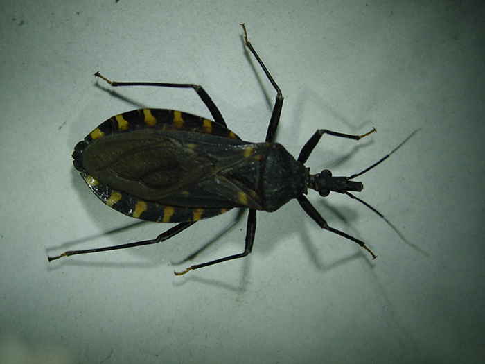 Estudian diferencias genéticas en vectores del Chagas