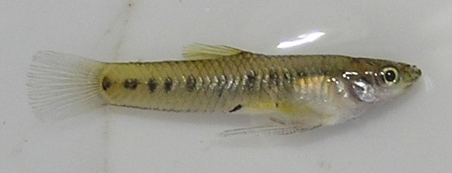 Estudian la resistencia a la temperatura de ocho especies de peces bonaerenses
