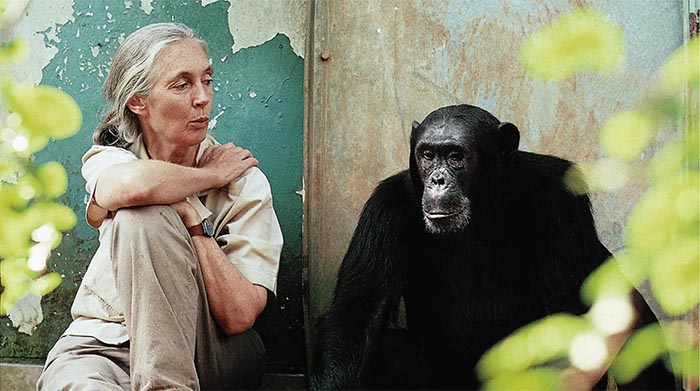 Para Jane Goodall, los zoológicos no son anacrónicos