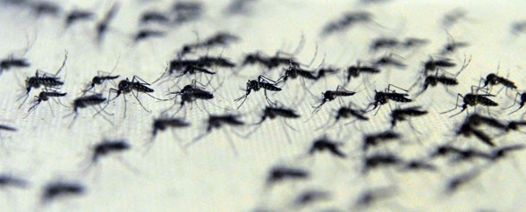 Relacionan al zika con las políticas neoliberales de los ‘90