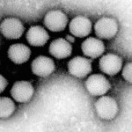 foto 2 Adenovirus oncolitico