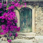 Old wooden door and bougainvillea