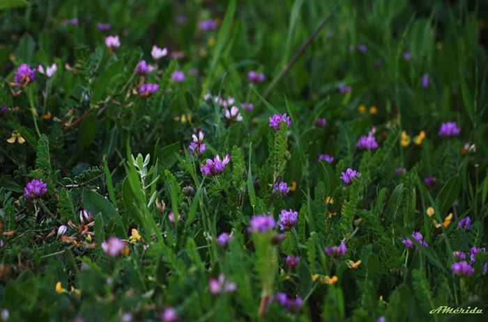 Buscan usar plantas de alfalfa para descontaminar suelos