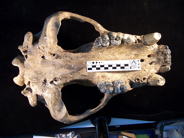 Replantean esquema evolutivo de osos americanos