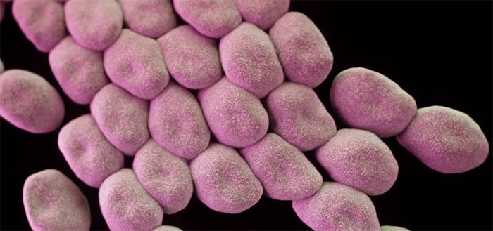 Descifran el genoma de una “superbacteria”