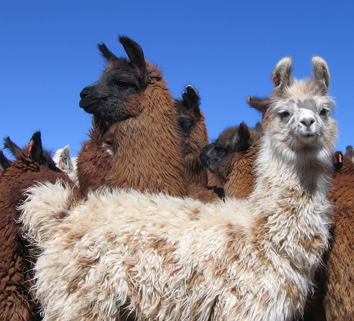 Impulsan en Argentina la producción sostenible de llamas y alpacas