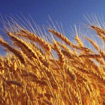 Wheat crop ready for harvest, close-up, Australia