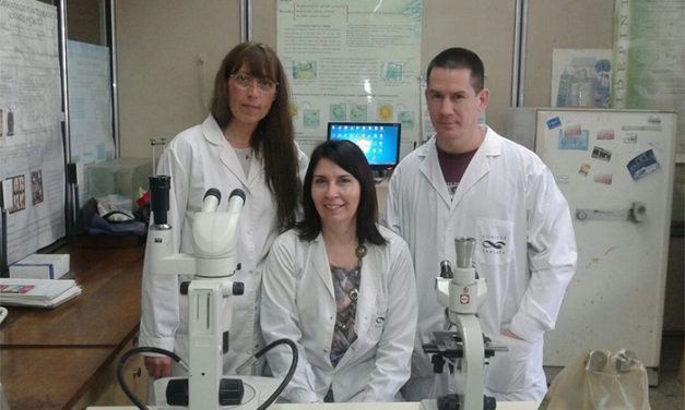 Una pintura “verde” evita la incrustación de mejillones