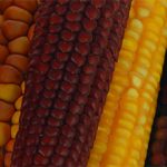 Los investigadores del INTA, de la UBA, del CONICET, y de otros centros científicos, identificaron un nuevo grupo genético de maíz.   