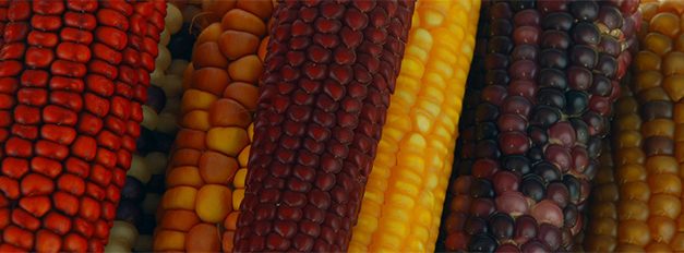 Identifican nuevo linaje genético de maíz nativo