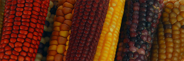 Identifican nuevo linaje genético de maíz nativo