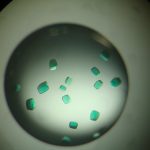 Cristales de proteína del bacteriofitocromo de Xanthomonas de color verde-azulados (debido a su unión con la biliverdina) usados para para los estudios de difracción de rayos X.