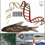 Los investigadores del Instituto de Biología Molecular y Celular de Rosario generaron una biblioteca de código de barras genéticos que permite la identificación de 79 especies de peces que equivalen a casi la mitad del total que habita en el tramo inferior del río Paraná. 