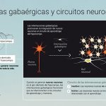 Schinder y su equipo identificaron el circuito que activa el crecimiento de las neuronas jóvenes que se fabrican en el hipocampo durante procesos de memoria y aprendizaje, y que las conectan con las redes neuronales del cerebro. 