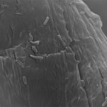 Foto de microscopía electrónica de la bacteria de interés industrial adherida a papel de filtro compuesto de 99% celulosa. Créditos: Gentileza de la Dra. Eleonora Campos