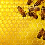 Los investigadores argentinos proponen a las abejas como un modelo útil para investigar la relación del cerebro y las defensas inmunes. 