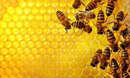 Las abejas iluminan la relación del cerebro y las defensas inmunes