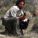 El veterinario jefe del ECOparque Interactivo BA (Ex Zoo de Buenos Aires), Guillermo Wiemeyer,  y un cóndor andino. 