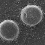 Microscopia electrónica de barrido de los cultivos 3D de las células de la papila dérmica encargadas de activar las células madre que dan origen al pelo. 