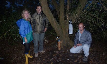 El mosquito vector del dengue también viaja por la ruta 2