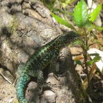 La lagartija típica de los bosques andino-patagónicos correría riesgo como resultado de un cambio de la temperatura de apenas uno a tres grados estimado para el final del siglo XXI. Créditos: Dra. Erika Kubisch