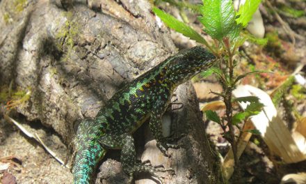 El calentamiento global podría ser letal para un lagarto patagónico