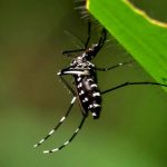Los investigadores del CONICET y de la Universidad Nacional de La Plata identificaron en Argentina un subtipo africano de Aedes aegypti, el mosquito que transmite el dengue, la fiebre chikunguña, el zika y la fiebre amarilla urbana. 