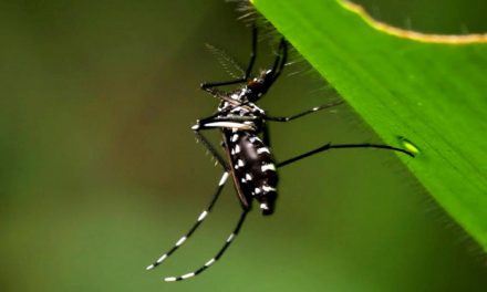 Identifican en Argentina un subtipo africano del mosquito del dengue