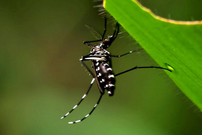 Identifican en Argentina un subtipo africano del mosquito del dengue