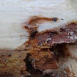 Escarabajo descortezador en madera de pino. Foto tomada en Rio Negro. 